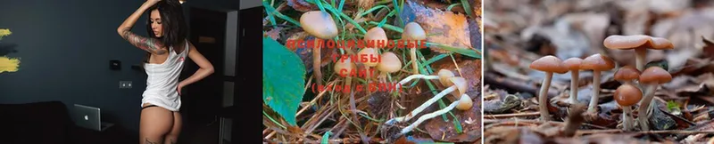 где можно купить   Карабаш  Псилоцибиновые грибы Psilocybine cubensis 